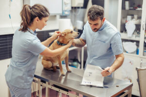 Veterinary technician assisting a veterinarian during a clinical procedure