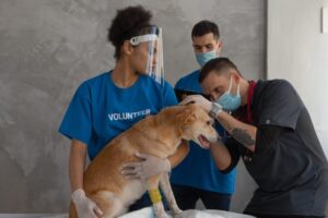 Veterinary clinic team collaborating during a patient exam